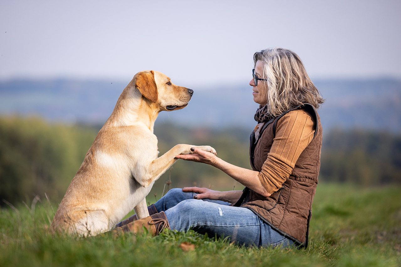 Labrador mit Pfote in Hand